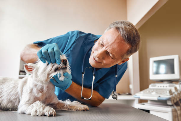 Best Same-Day Emergency Dental Services in Harrisonville, MO